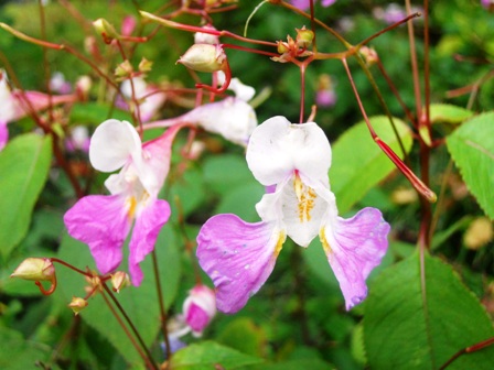 Impatiens balfourii